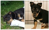 Psy ze schroniska w Radysach czekają na dom. Zobacz zdjęcia czworonogów do adopcji (NOWE ZDJĘCIA) 