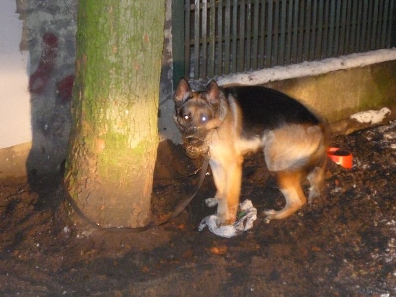 Przywiązali psa  do drzewa i zostawili go na mrozie... [zdjęcia]