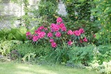 Uprawa kwiatów i krzewów ozdobnych. Gleba i nawożenie różaneczników. Jak dbać o różaneczniki, rododendrony i azalie? 15.05.2022