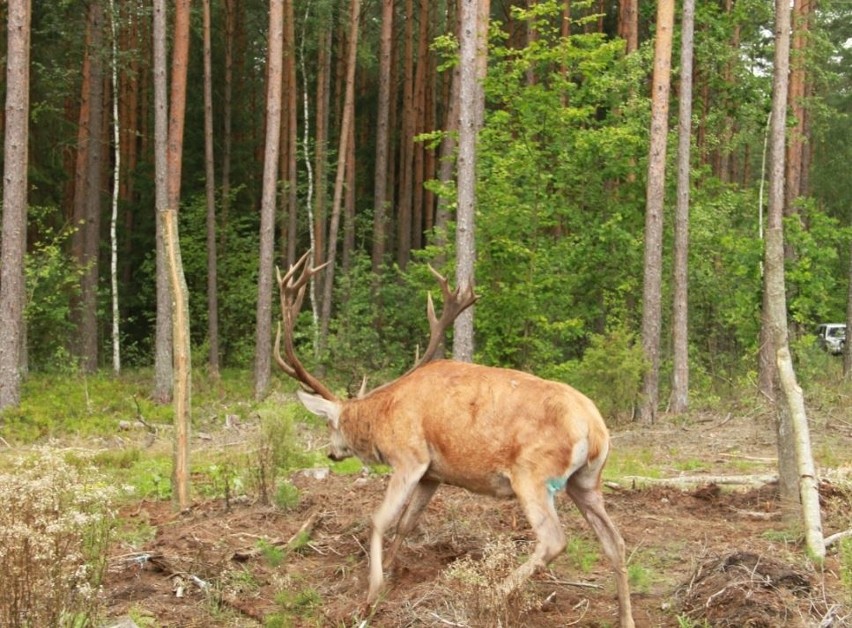 Nadleśnictwo Pomorze. Piękny jeleń uratowany (zdjęcia)