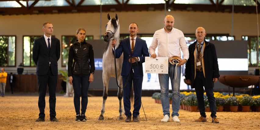 Janowskie rumaki znów na podium! Wielki sukces polskich koni arabskich czystej krwi w Czempionacie Europy