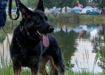 Policyjny pies Pogoda podjął trop i odnalazł zaginionego 58-latka 