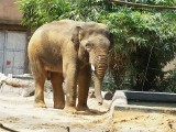 Orientarium w Łodzi. W łódzkim zoo nowy, czwarty słoń Barnaba już wychodzi na wybieg. ZOBACZ WIDEO