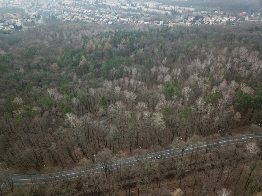 Park przy ul. Armii Krajowej w Przemyślu.