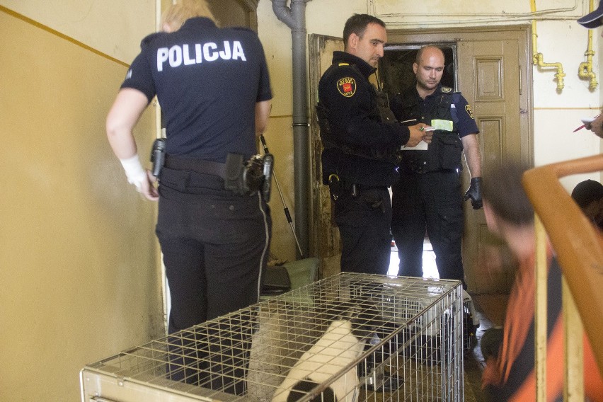Interwencja policji na Przybyszewskiego w Łodzi. Pies pogryzł policjantkę na służbie [ZDJĘCIA]