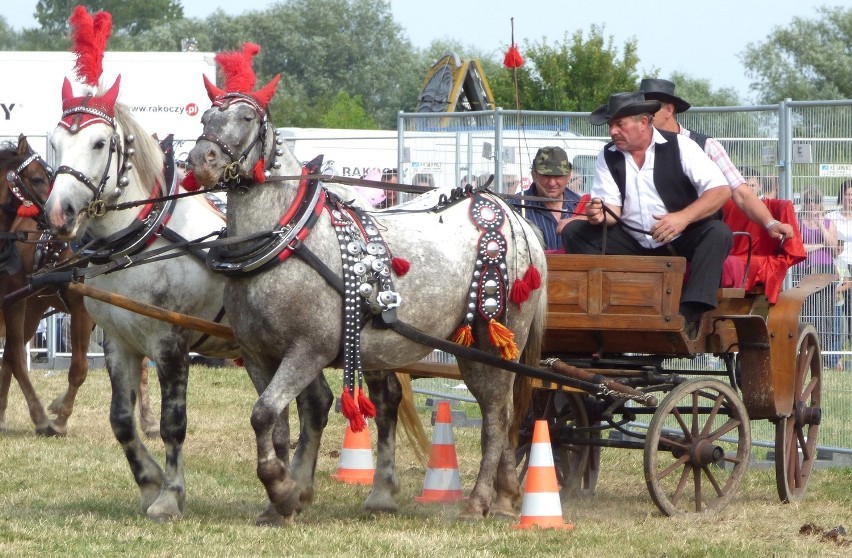 Kaberlina - Superczempionką 2015 wystawy koni w Op