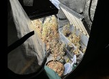 42 krzaki i 400 gramów marihuany w centrum Łodzi. Narkotyczne rośliny rosły w namiotach. Zatrzymano 41-latka... ZDJĘCIA