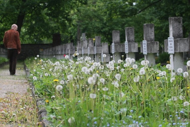 Mogiły nieznanych ofiar zbrodni hitlerowskich na cmentarzu Partyzanckim w Kielcach, zarosły wysokimi chwastami.