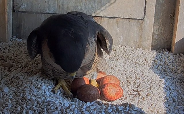 Ostatnie jajko samica Wrotka złożyła 17 marca