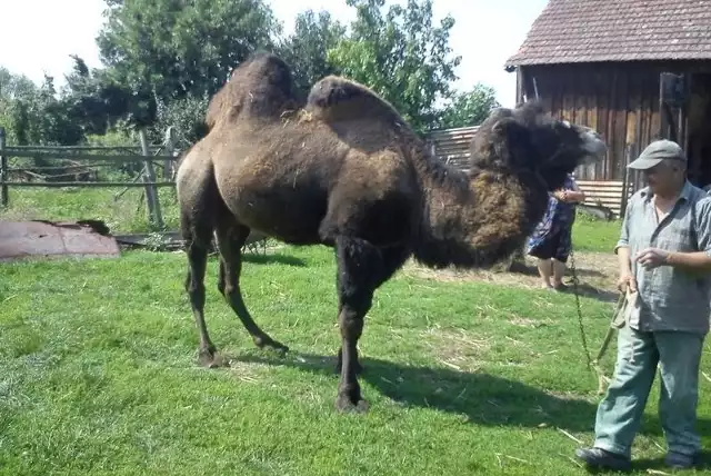 Kuba świetnie sobie radzi w naszym klimacie. Potrzeba mu tylko suchego posłania i wiaty chroniącej od wiatru. Dziennie zjada tyle, co dwa konie.