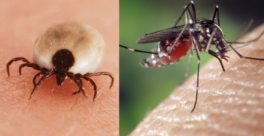 Rzeszów wypowiada wojnę komarom i kleszczom. Dzisiaj po godzinie 21 będą opryski  