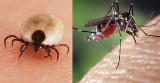 Rzeszów wypowiada wojnę komarom i kleszczom. Dzisiaj po godzinie 21 będą opryski  