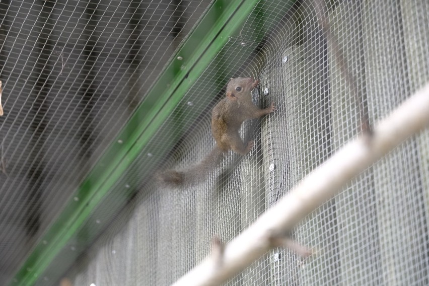 Tupaje to nowe zwierzęta w toruńskim Ogrodzie Zoobotanicznym