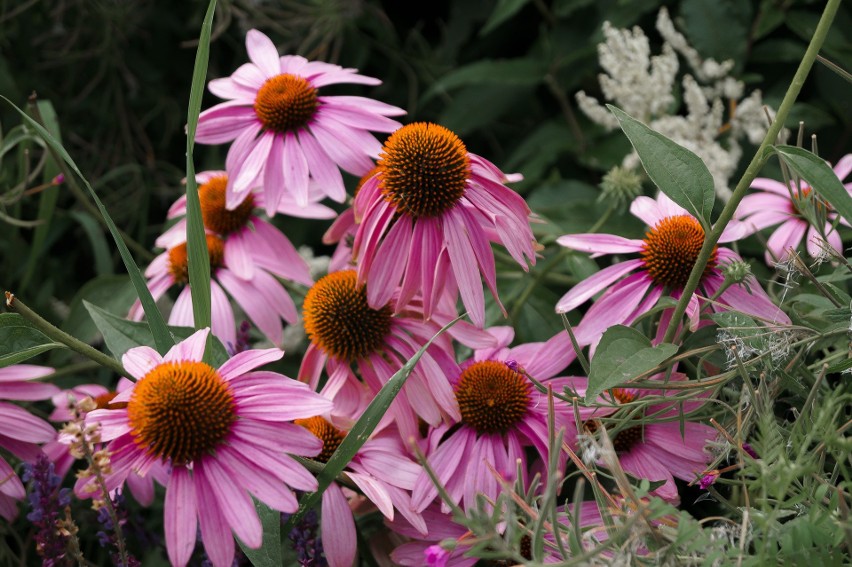 ECHINACEA (JEŻÓWKA)...