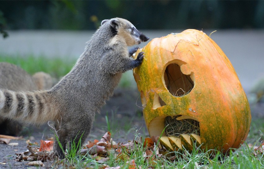 Halloween to nie tylko święto duchów. W ostatnią noc...