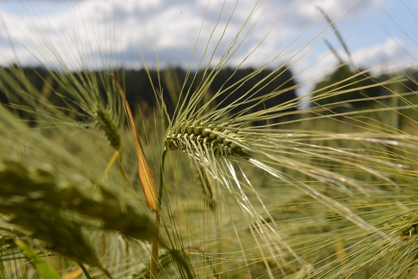 Co roku rejestrowane są nowe, lepsze odmiany zbóż