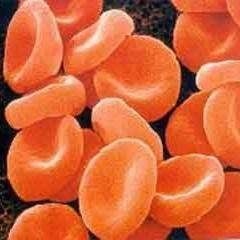 Czerwona barwa krwi pochodzi od jednego z jej składników - erytrocytów.