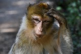 USA: Na wolność wydostały się małpy testowane w laboratorium. Mogą przenosić groźne choroby