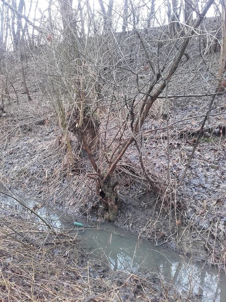 Wycinka drzew w Jastrzębiu. W ich miejscu szlak rowerowy