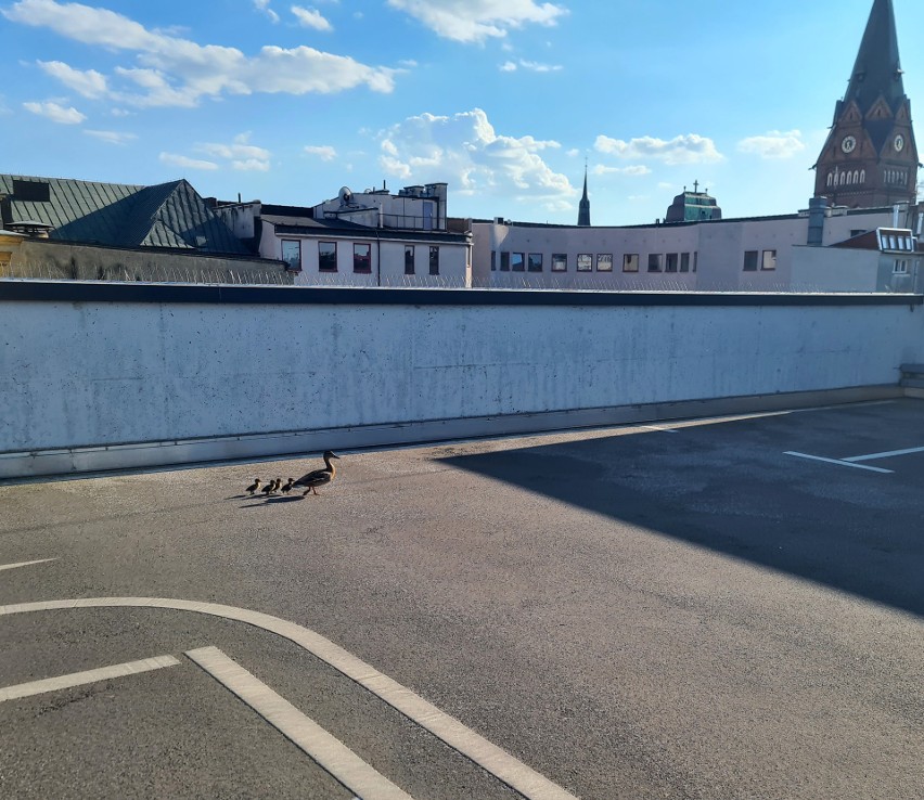 Kaczki wykluły się na dachu Galerii Kaskada. Pisklaki są już bezpieczne. ZDJĘCIA