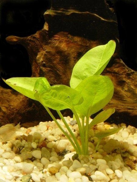 Żabienice – rośliny dla każdego | e-Mieszkanie