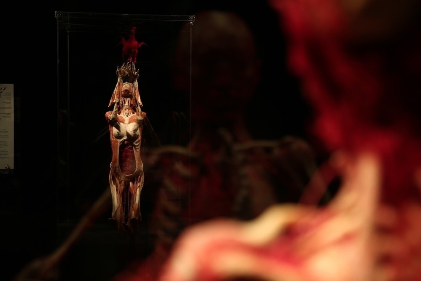 Wystawa ludzkich ciał Body Worlds w Katowicach od 10 lutego