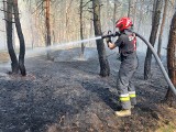 Płoną lasy w kujawsko-pomorskiem. Strażacy pracują w pocie czoła. Nadleśnictwa wprowadzają zakaz wstępu do lasu