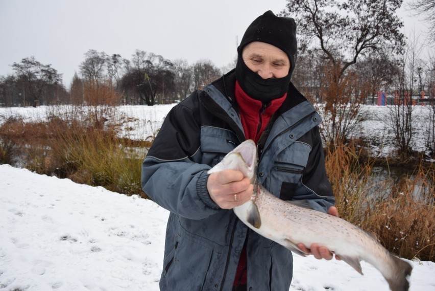"Taaaką" rybę złowił w święto Trzech Króli pan Ryszard. Ryba ma ponad 60 cm i została wyłowiona w Raduni w Pruszczu Gdańskim. Zdjęcia