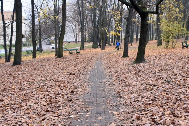 W listopadzie liści nie ziemi nie brakuje. W jednym miejscach są one grabione i zabierane, a w innych pozostają nietknięte. Dlaczego?