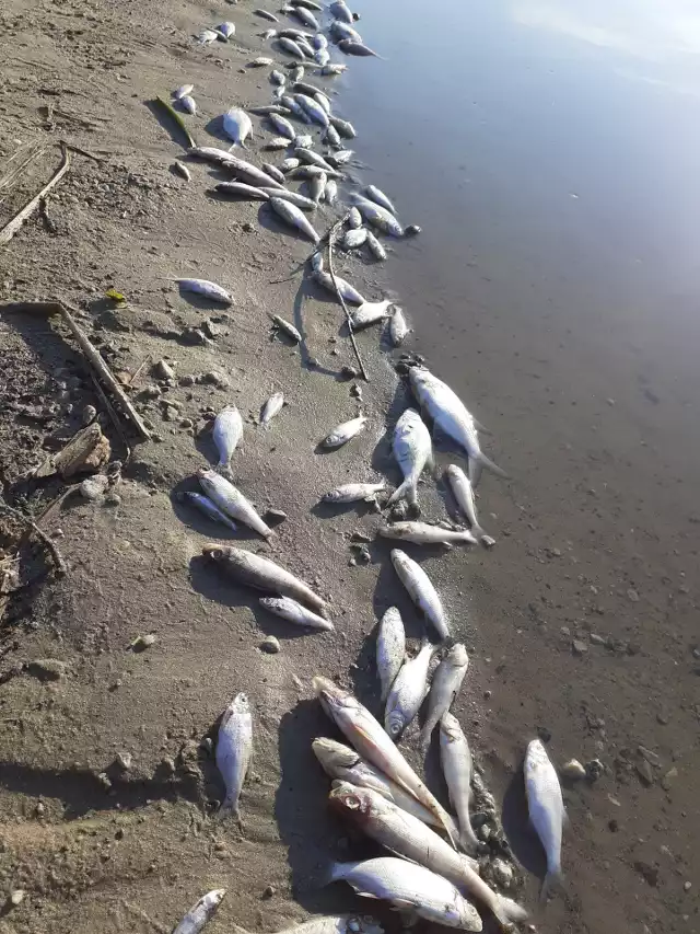 Powodem śniecia ryb może być dawne zanieczyszczanie zbiornika