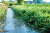 Ekoschemat: Retencjonowanie wody na trwałych użytkach zielonych. Zobacz, komu przysługują płatności
