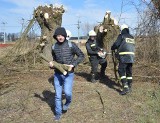 Trzynasta edycja akcji ogławiania okazała się szczęśliwa dla kilku drzew, które pożyją dłużej