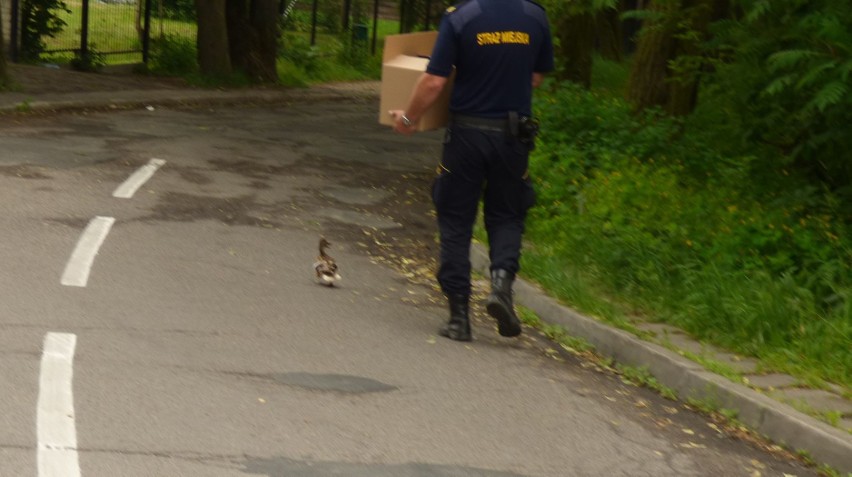 Straż Miejska w Lublinie ruszyła na pomoc małym kaczuszkom (ZDJĘCIA)