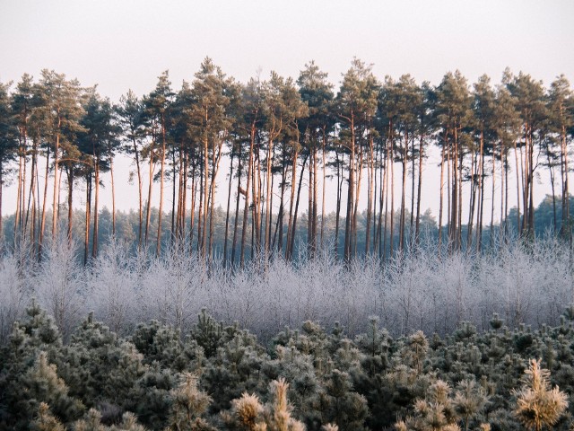 Zdjęcie „Struktura lasu” z oszronionymi sadzonkami sosen i brzóz oraz wysokich sosen