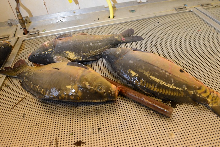 Żywe ryby w sklepach należy trzymać w szczelnych basenach o...
