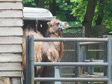 Zoo w Łodzi. Nowi mieszkańcy łódzkiego zoo. Do łódzkiego zoo przyjechał wielbłąd, oryks i guanako