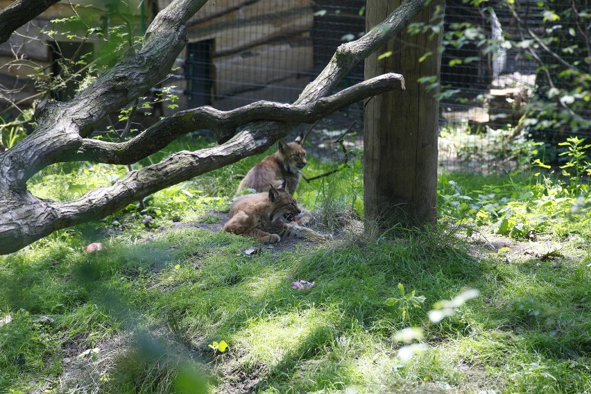 W opolskim zoo został otwarty wybieg dla kotowatych - rysi,...