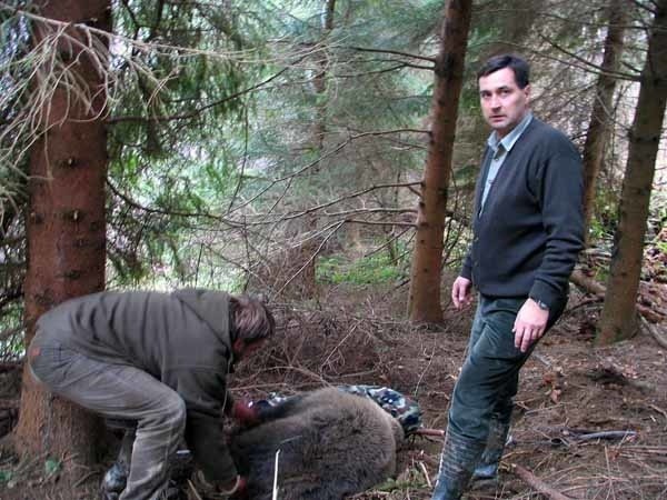 Jan Mazur (przodem) i dr Wojciech Śmietana podczas uwalniania niedźwiadka z pułapki. 