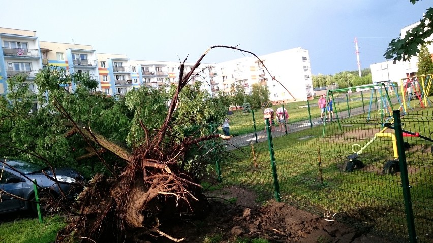 Bydgoszcz. Drzewo przewróciło się na auta przy Baczyńskiego