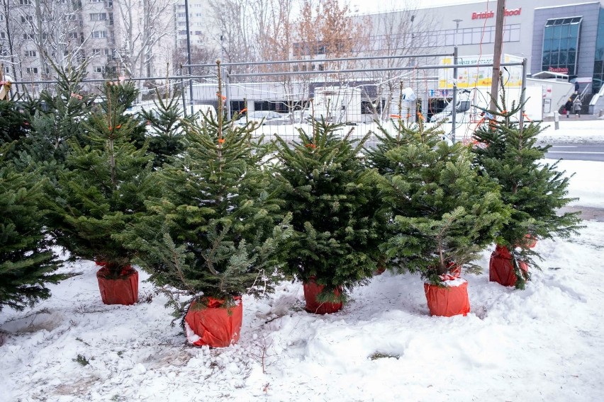 W supermarkecie Biedronka za drzewka świąteczne zapłacimy:...