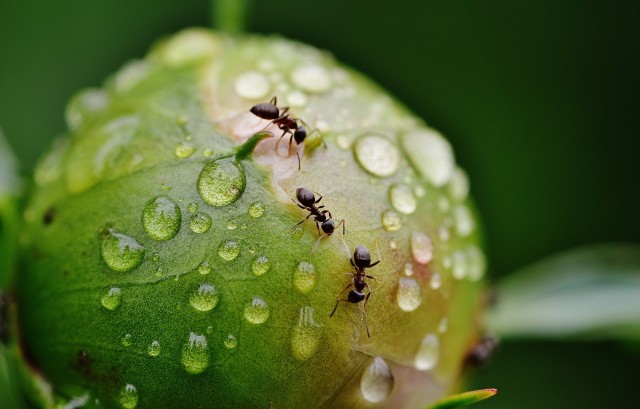 Czego nie lubi mrówka? Na liście między innymi zioła, ocet czy mielona kawa. Odpowiednie produkty z kuchni można rozsypać np. wokół róży, którą chcemy chronić. Po jakie składniki sięgnąć i które rośliny sadzić? Odpowiedź w dalszej części --->