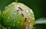 Mrówki atakują róże i piwonie? Zwalczanie może być proste. Takie są skuteczne sposoby na mrówki