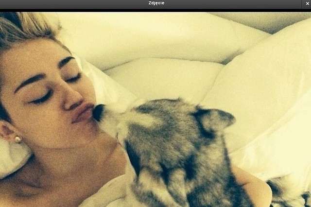 Miley Cyrus ze swoimi psami (fot. screen Twitter)