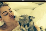 Miley Cyrus śpi ze swoimi psami [ZDJĘCIA]     
