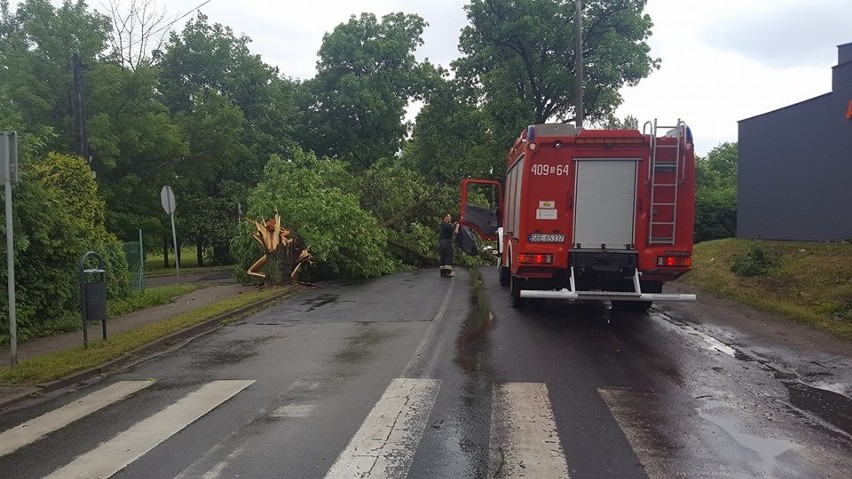 W Czeladzi drzewo przewróciło się na ulicę Nowopogońską i...