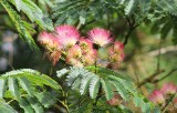 Albicja jedwabista to oryginalne drzewko o pięknych kwiatach. Sprawdź, jak ją uprawiać i pielęgnować w polskich warunkach