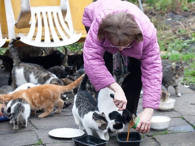 Pani Bogusława codziennie rano karmi koty na działce. Ze stołówki korzysta ponad 50 zwierzaków. 