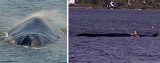 W Bałtyku umiera wieloryb. Polak próbował go ratować (wideo) 