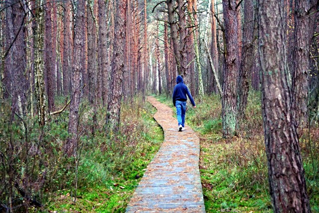 Ścieżka przyrodnicza nad jezioro Moszne na terenie Poleskiego Parku Narodowego.