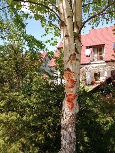 Co z drzewami przy ścieżce na osiedlu Unii Europejskiej w Koszalinie? [ZDJĘCIA]